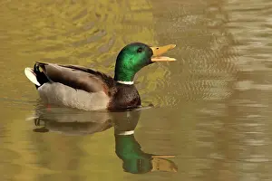Quacking: Mallard male calling in mating season