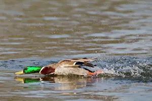 Aggressions: Mallard - male chasing rivals on water