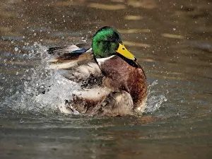 Sm280617: Mallard-male cleaning his feathers, Germany