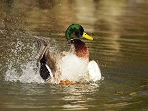 Sm280617: Mallard-male cleaning his feathers, Germany
