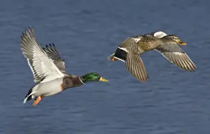 150617: Mallard Male and Female in flight
