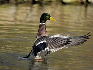 Mallards: Mallard-male flapping his wings, Germany