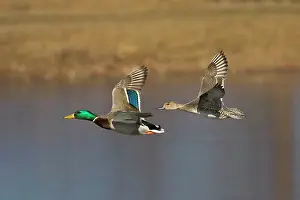 Acuta: Mallard - male in flight with Pintail, female