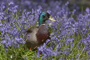 Arlington: Mallard - male mallard sitting in a carpet of blooming