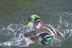 Splashing: Mallard - male trying to drown competitor