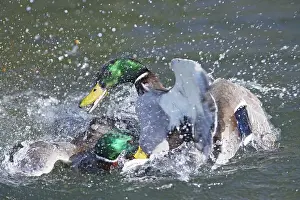 Splashing: Mallard - male trying to drown competitor