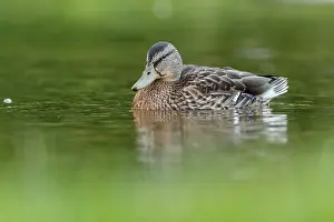 Lugares: Mallard on marsh Scotland, United Kingdom