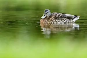 Platyrhynchos: Mallard on marsh Scotland, United Kingdom