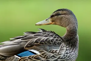 Platyrhynchos: Mallard on marsh Scotland, United Kingdom