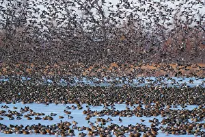 Squaw: Mallard Migration
