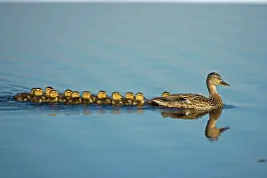 Leadership: Mallard - Mother and Young Swimming