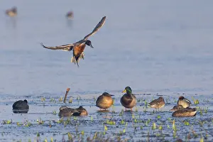 Pintail: Mallard and Northern Pintail (Anas acuta) - Pintail