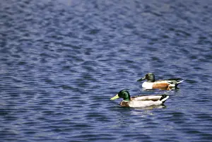 Clypeata: Mallard and Northern Shoveler swimming