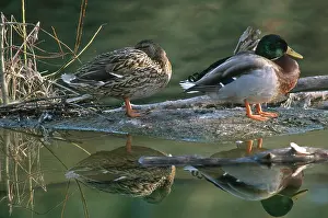 Mates: Mallard Pair