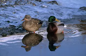 Mates: Mallard Pair
