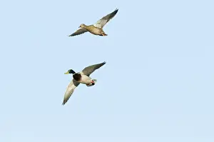 Mated: Mallard pair in flight