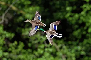 Speculum: Mallard - pair in flight - showing wing speculum feathers