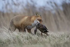 Hunter: With mallard... Red fox (Vulpes vulpes)