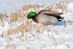 David Kilbey: Mallard - Single adult drake on trying to feed