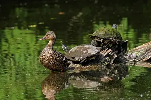 Dabbling: Mallard with Turtles