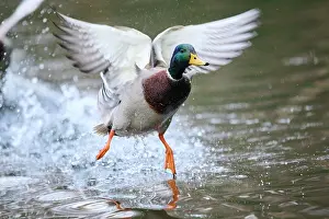 Mallard: Mallard or Wild duck (Anas platyrhynchos) male flying