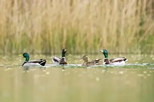 Wooing: Mallards - 3 males wooing a female