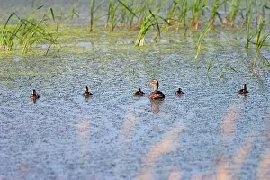 Ducklings: Mallards