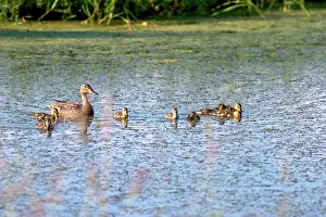 Ducklings: Mallards