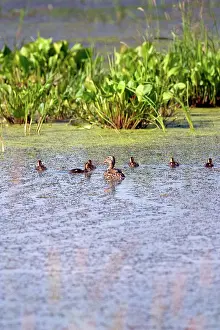 Ducklings: Mallards