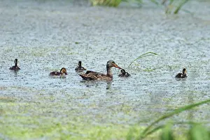 Ducklings: Mallards