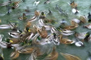 Mallards: Mallards