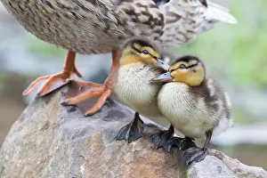 Mallards: Two mallards (Anas platyrhynchos), chicks, standing