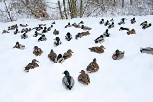 Platyrhynchos: Mallards (Anas platyrhynchos), drake and female
