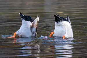Mallard: Mallards (Anas platyrhynchos), male, head under