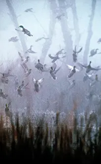 Mallards: Mallards in fog