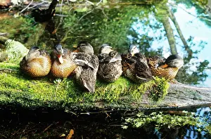 Mallards: Mallards on Log