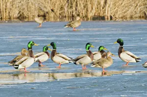 Hagerman: Mallards Standing on Ice
