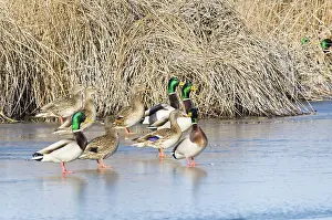 Hagerman: Mallards Standing on Ice
