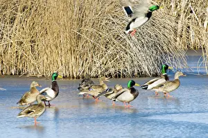 Hagerman: Mallards Standing on Ice