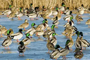 Hagerman: Mallards Standing on Ice