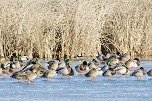 Drakes: Mallards Standing on Ice