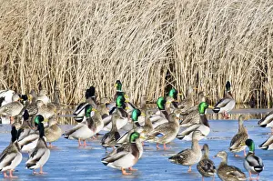 Drakes: Mallards Standing on Ice