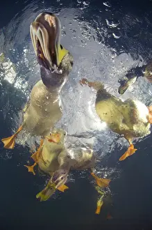 Quest: Mallards on the surface - New Zealand