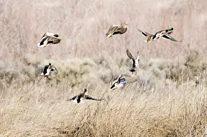 Hagerman: Mallards Taking Off