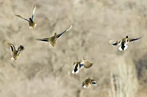 Hagerman: Mallards Taking Off