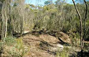 Mallee: Mallee Fowl