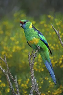 Mallee: Mallee Ringneck