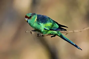 Mallee: Mallee Ringneck / Australian Ringneck / Barnard's Parrot