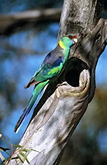 Mallee: Mallee ringneck - male at tree cavity (site of nest)