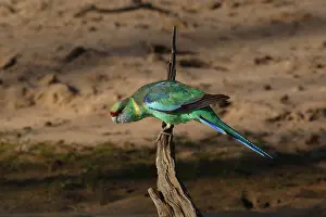 Mallee: Mallee ringneck parrot